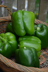 California Wonder Sweet Pepper (Capsicum annuum 'California Wonder') at The Green Spot Home & Garden