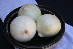 White Sweet Spanish Onion (Allium cepa 'White Sweet Spanish') at The Green Spot Home & Garden