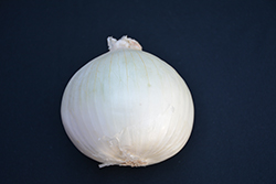 White Sweet Spanish Onion (Allium cepa 'White Sweet Spanish') at The Green Spot Home & Garden