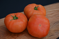 Classic Beefsteak Tomato (Solanum lycopersicum 'Beefsteak') at The Green Spot Home & Garden