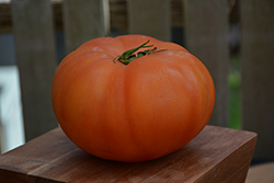 Beefmaster Tomato (Solanum lycopersicum 'Beefmaster') at The Green Spot Home & Garden