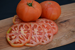 Beefmaster Tomato (Solanum lycopersicum 'Beefmaster') at The Green Spot Home & Garden