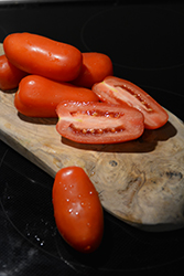 San Marzano Tomato (Solanum lycopersicum 'San Marzano') at The Green Spot Home & Garden