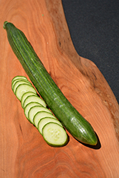 Tasty Green Cucumber (Cucumis sativus 'Tasty Green') at The Green Spot Home & Garden