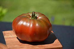 Black Krim Tomato (Solanum lycopersicum 'Black Krim') at The Green Spot Home & Garden