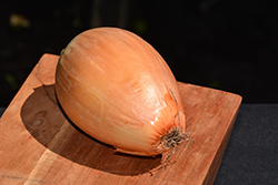 Ailsa Craig Onion (Allium cepa 'Ailsa Craig') at The Green Spot Home & Garden