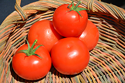 Celebrity Tomato (Solanum lycopersicum 'Celebrity') at The Green Spot Home & Garden