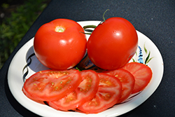 Burpee's Big Boy Tomato (Solanum lycopersicum 'Burpee's Big Boy') at The Green Spot Home & Garden