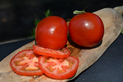 Bush Champion II Tomato (Solanum lycopersicum 'Bush Champion II') at The Green Spot Home & Garden