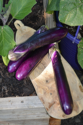 Millionaire Eggplant (Solanum melongena 'Millionaire') at The Green Spot Home & Garden