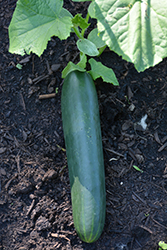 Straight Eight Cucumber (Cucumis sativus 'Straight Eight') at The Green Spot Home & Garden