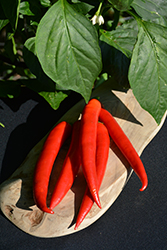 Super Chili Pepper (Capsicum annuum 'Super Chili') at The Green Spot Home & Garden