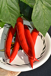 Garden Salsa Hot Pepper (Capsicum annuum 'Garden Salsa') at The Green Spot Home & Garden