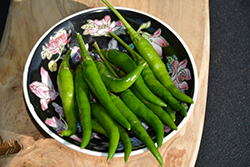 Serrano Hot Pepper (Capsicum annuum 'Serrano') at The Green Spot Home & Garden