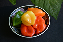 Trinidad Scorpion Hot Pepper (Capsicum chinense 'Trinidad Scorpion') at The Green Spot Home & Garden