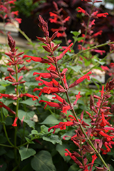 Roman Red Salvia (Salvia 'Roman Red') at The Green Spot Home & Garden