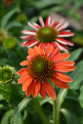 Artisan Red Ombre Coneflower (Echinacea 'PAS1257973') at The Green Spot Home & Garden