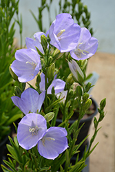 Peachleaf Bellflower (Campanula persicifolia) at The Green Spot Home & Garden
