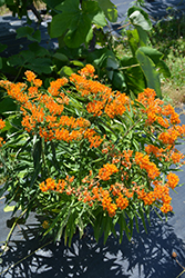 Butterfly Weed (Asclepias tuberosa) at The Green Spot Home & Garden