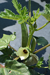 Clemson Spineless Okra (Abelmoschus esculentus 'Clemson Spineless') at The Green Spot Home & Garden