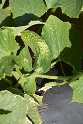 Bush Pickle Cucumber (Cucumis sativus 'Bush Pickle') at The Green Spot Home & Garden