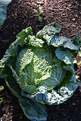 Savoy Ace Cabbage (Brassica oleracea var. sabauda 'Savoy Ace') at The Green Spot Home & Garden