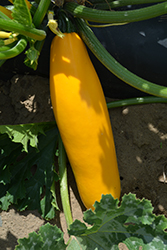 Gold Rush Zucchini (Cucurbita pepo var. cylindrica 'Gold Rush') at The Green Spot Home & Garden