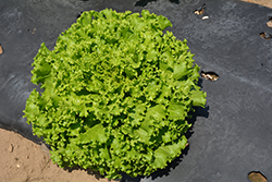 Green Salad Bowl Lettuce (Lactuca sativa var. crispa 'Green Salad bowl') at The Green Spot Home & Garden