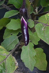 Little Fingers Eggplant (Solanum melongena 'Little Fingers') at The Green Spot Home & Garden