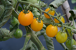 SunSugar Tomato (Solanum lycopersicum 'SunSugar') at The Green Spot Home & Garden