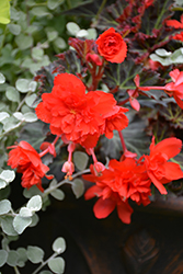 I'Conia Miss Malibu Begonia (Begonia 'I'Conia Miss Malibu') at The Green Spot Home & Garden