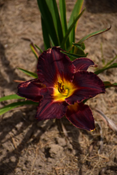 Black Stockings Daylily (Hemerocallis 'Black Stockings') at The Green Spot Home & Garden