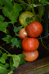 Big Beef Tomato (Solanum lycopersicum 'Big Beef') at The Green Spot Home & Garden