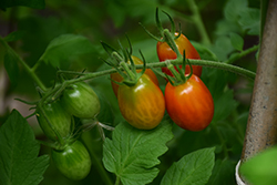 Sweet Million Tomato (Solanum lycopersicum 'Sweet Million') at The Green Spot Home & Garden