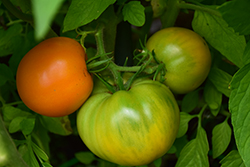 Jubilee Tomato (Solanum lycopersicum 'Jubilee') at The Green Spot Home & Garden