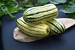 Delicata Squash (Cucurbita pepo 'Delicata') at The Green Spot Home & Garden