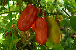 San Marzano Tomato (Solanum lycopersicum 'San Marzano') at The Green Spot Home & Garden