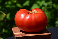 Brandywine Red Tomato (Solanum lycopersicum 'Brandywine Red') at The Green Spot Home & Garden