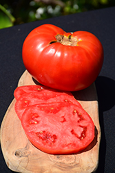 Brandywine Red Tomato (Solanum lycopersicum 'Brandywine Red') at The Green Spot Home & Garden