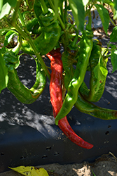 Long Thin Cayenne Pepper (Capsicum annuum 'Long Thin Cayenne') at The Green Spot Home & Garden