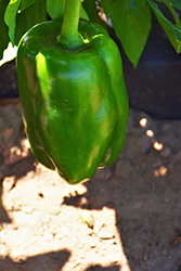 Big Bertha Sweet Pepper (Capsicum annuum 'Big Bertha') at The Green Spot Home & Garden