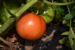 Primo Red Tomato (Solanum lycopersicum 'Primo Red') at The Green Spot Home & Garden