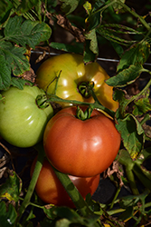 Big Brandy Tomato (Solanum lycopersicum 'Big Brandy') at The Green Spot Home & Garden