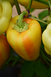 Gypsy Sweet Pepper (Capsicum annuum 'Gypsy') at The Green Spot Home & Garden