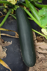 Black Beauty Zucchini (Cucurbita pepo var. cylindrica 'Black Beauty') at The Green Spot Home & Garden