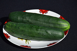 Burpee Hybrid II Cucumber (Cucumis sativus 'Burpee Hybrid II') at The Green Spot Home & Garden