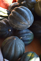 Table Ace Squash (Cucurbita pepo var. turbinata 'Table Ace') at The Green Spot Home & Garden