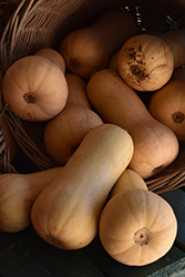 Early Butternut Squash (Cucurbita moschata 'Early Butternut') at The Green Spot Home & Garden