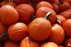 Small Sugar Pumpkin (Cucurbita pepo 'Small Sugar') at The Green Spot Home & Garden