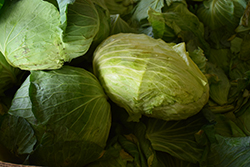 Big Flat Head Cabbage (Brassica oleracea var. capitata 'Big Flat Head') at The Green Spot Home & Garden